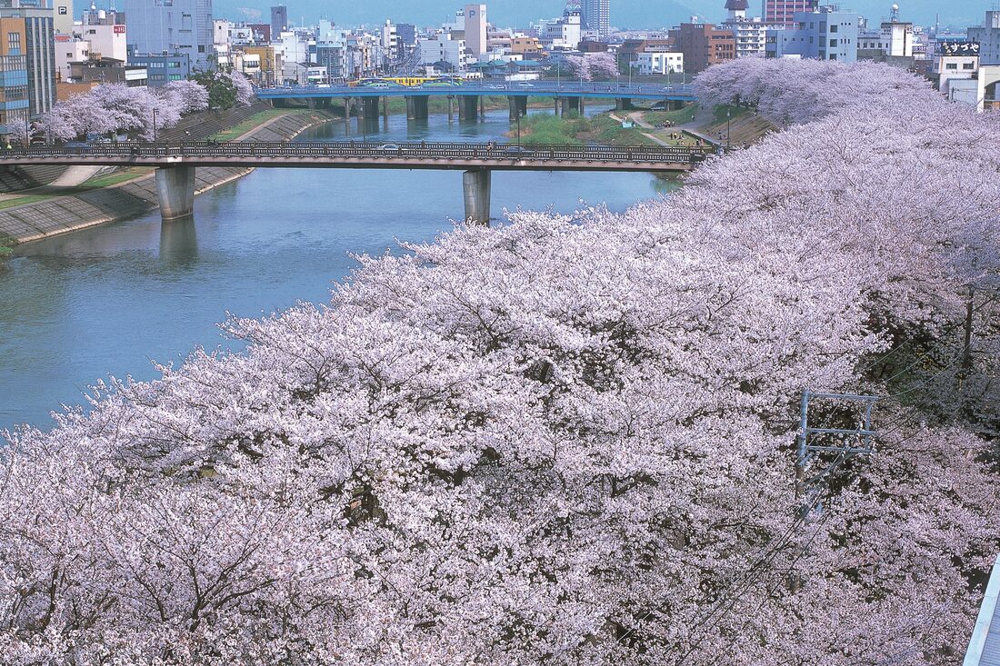 足羽川桜並木