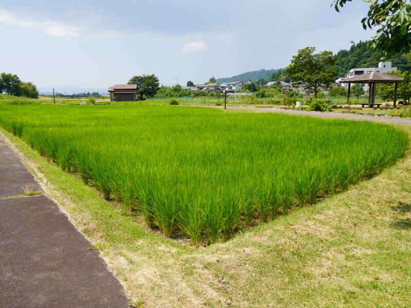 体験水田