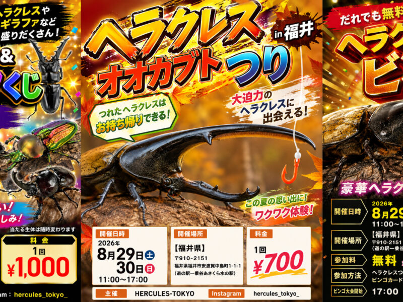 カブトムシ イベント